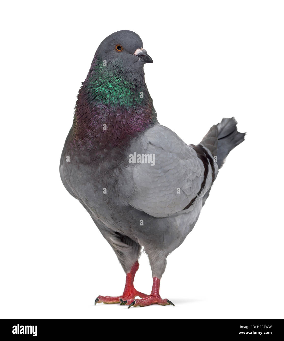 Vista lateral de un rey pigeon interrogatorio aislado en blanco Foto de stock