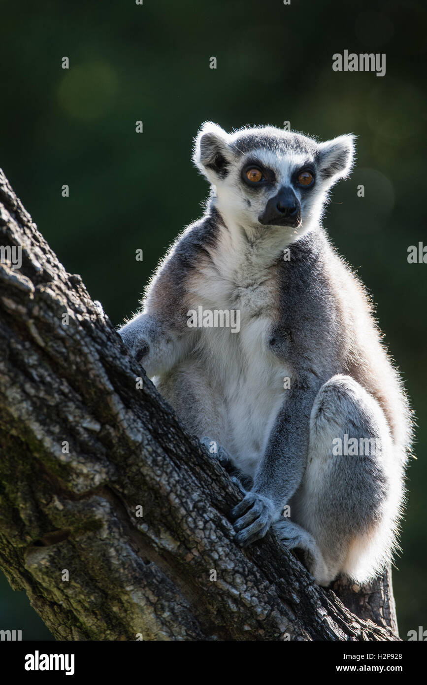 Lemur catta,El katta,Lemur,Lemuren,Lémur de cola anillada Fotografía de