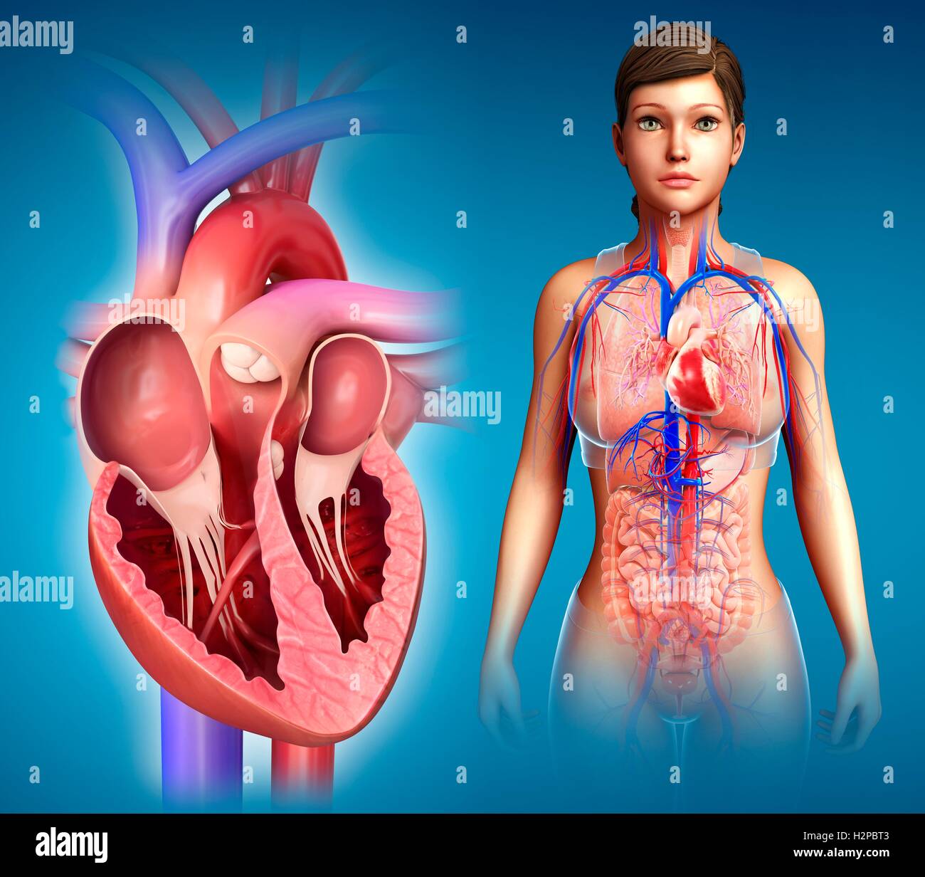 Female heartbeat. Female Heart. Female Heartbeat foto