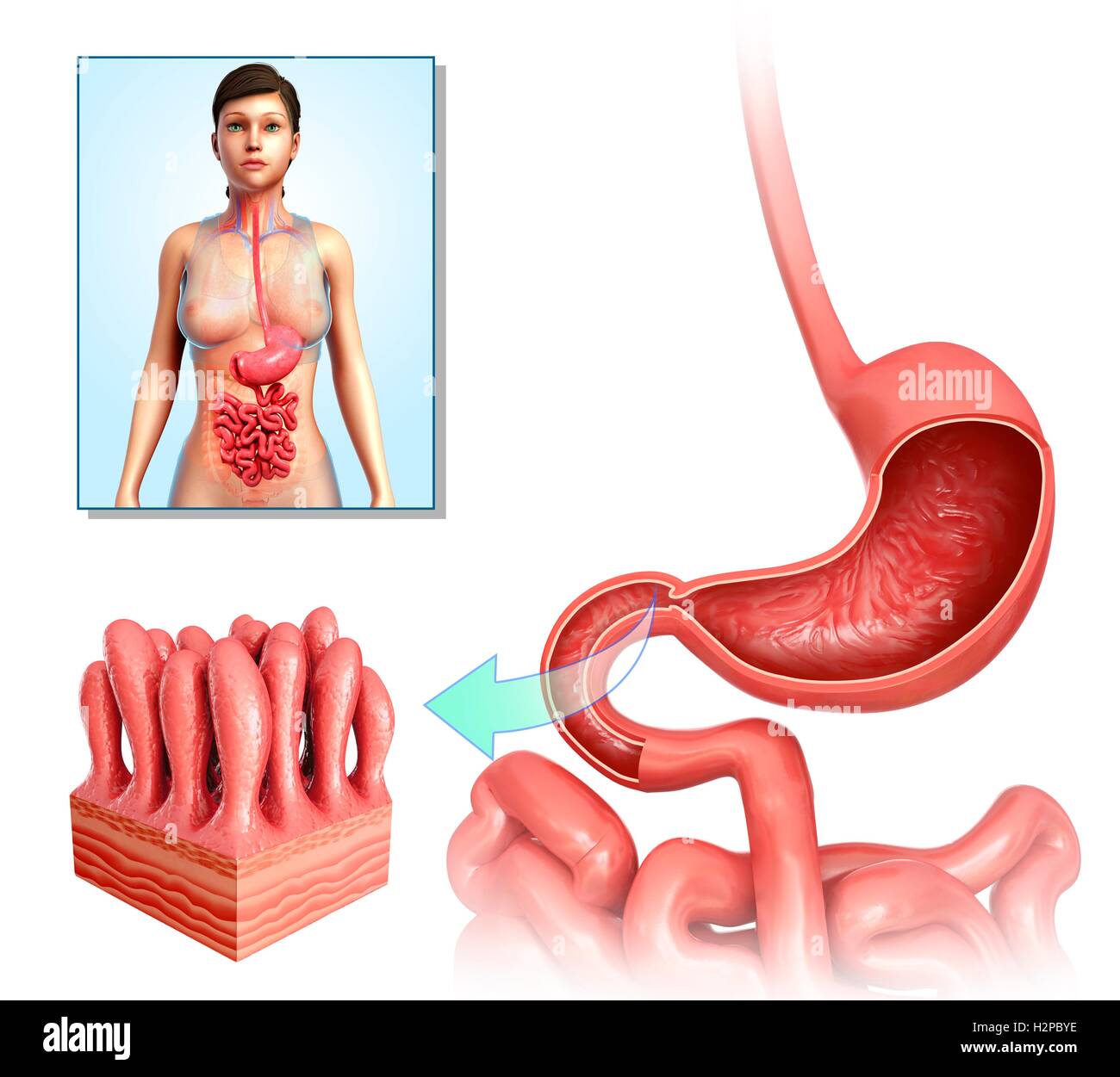 Ilustración de estómago anatomía y vellosidades intestinales. Foto de stock