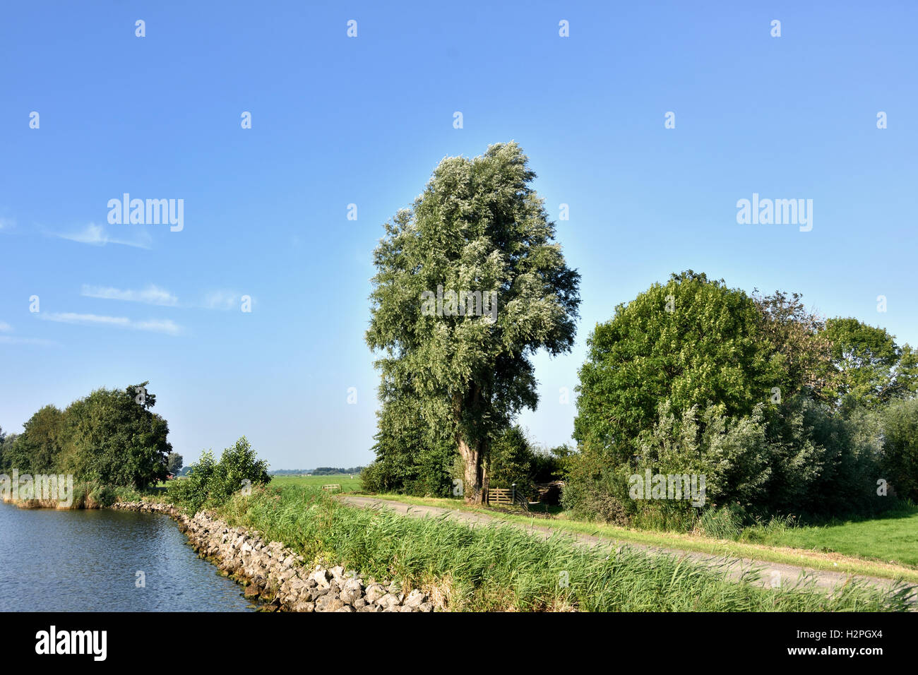 Granja de árboles árbol paisaje agrícola Frisia Fryslan Holanda Foto de stock