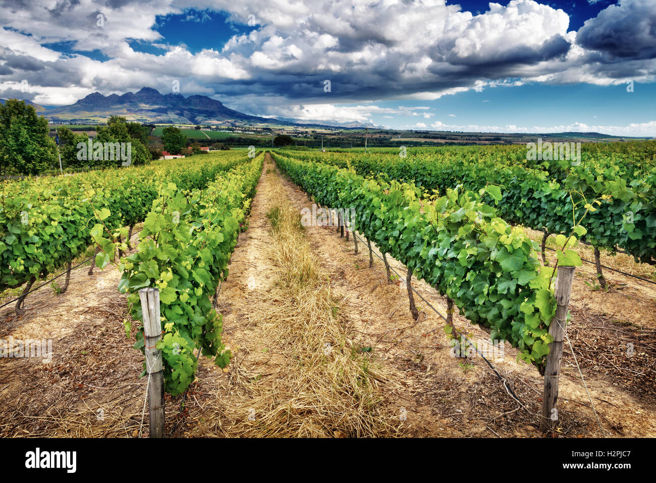 Hermoso paisaje de viñedos, con una gran vista panorámica del valle de la vid, la temporada de otoño, industria del vino en Sudáfrica Foto de stock