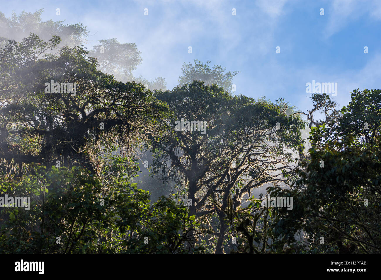 El vapor de agua se eleva sobre el dosel del bosque en los Andes bosque nuboso. Ecuador, América del Sur. Foto de stock