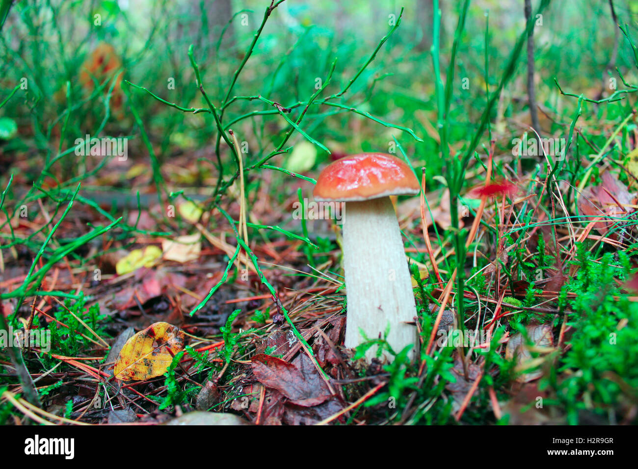 Pequeño y precioso cep crecen en el musgo de bosque Foto de stock