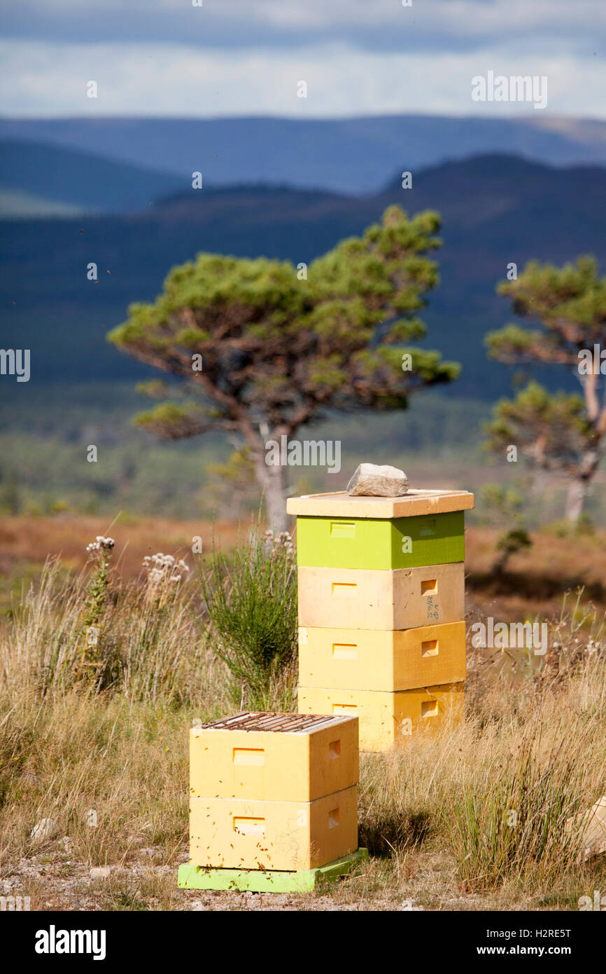 Rothiemurchus Estate, Aviemore, Highlands, Escocia, Reino Unido. Un número de colmenas de abejas ubicado en lo alto de las Highlands escocesas, con vistas a la vasta región de brezo y lejos del público Foto de stock