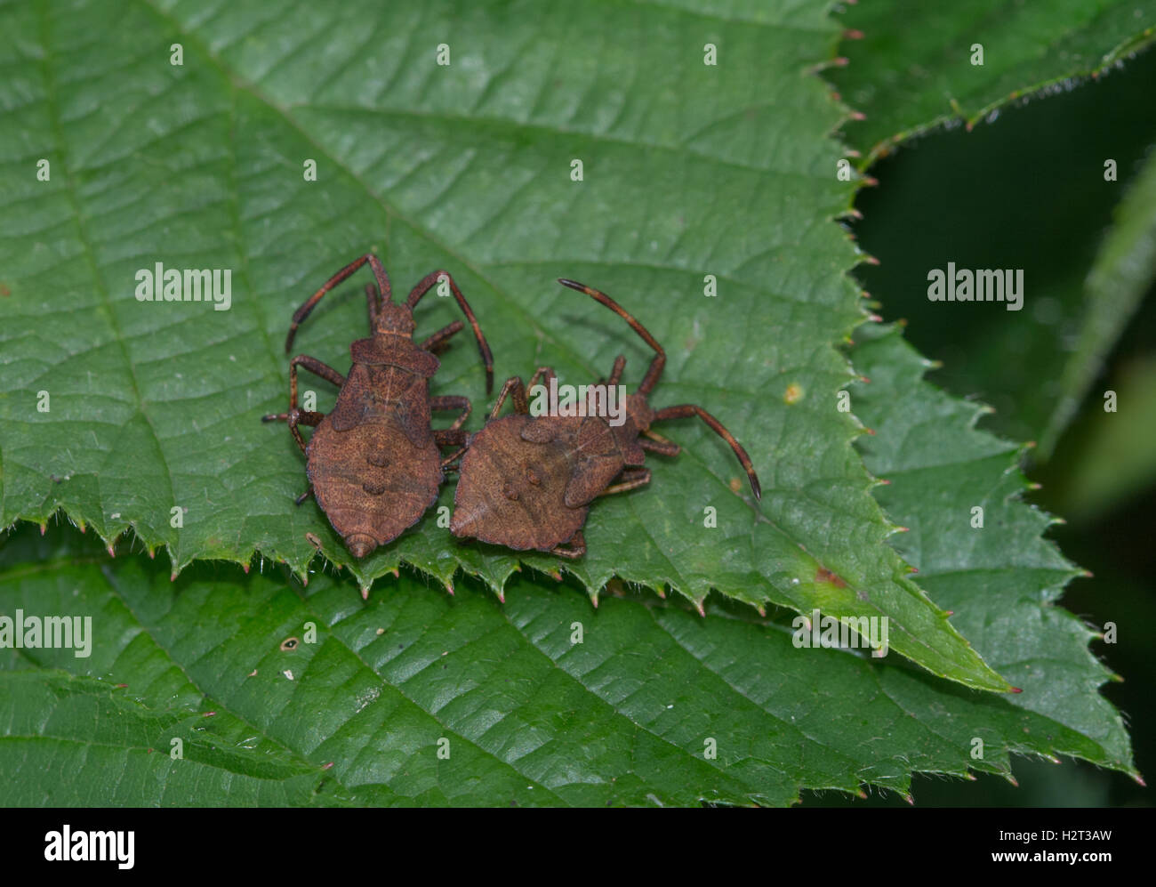 Dos bugs (dock Coreus marginatus) en hoja de zarzas en Surrey, Inglaterra Foto de stock