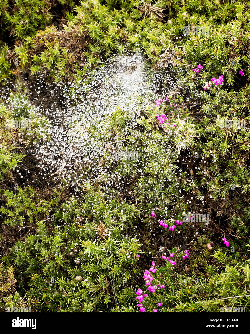 Una tela de araña Labybrinth apoyando relucientes gotas de rocío, gran orme, North Wales, REINO UNIDO Foto de stock