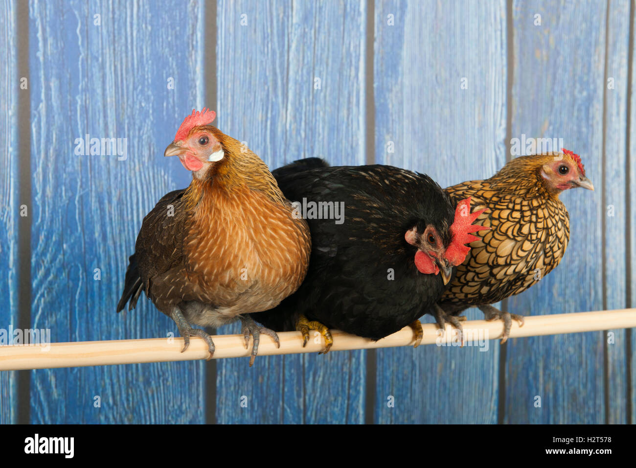 Los pollos en el gallinero Foto de stock