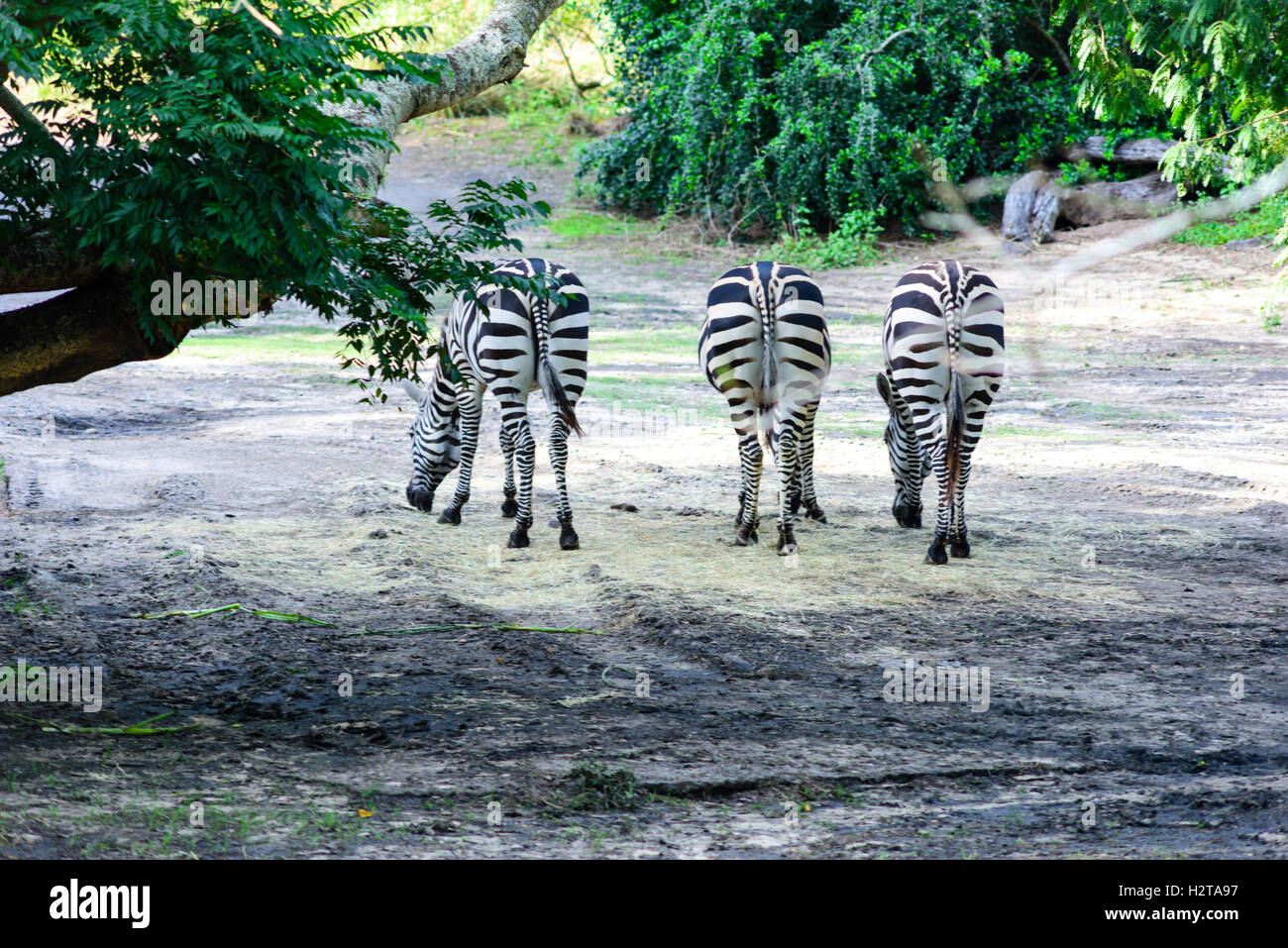 Vista trasera de tres cebras en Disney's Animal Kingdom Foto de stock