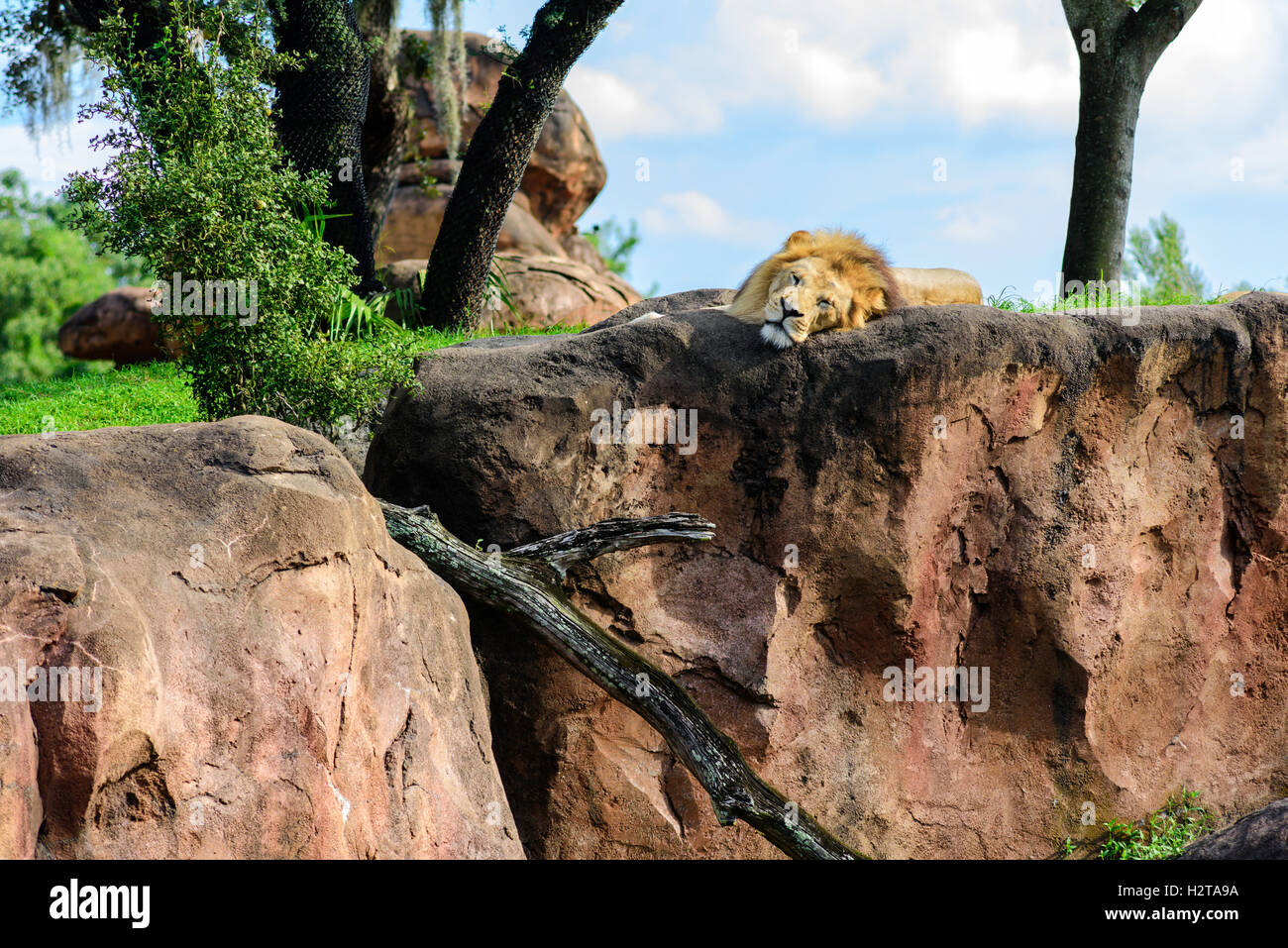 León dormido en el Disney's Animal Kingdom, el Kilimanjaro Safaris Foto de stock