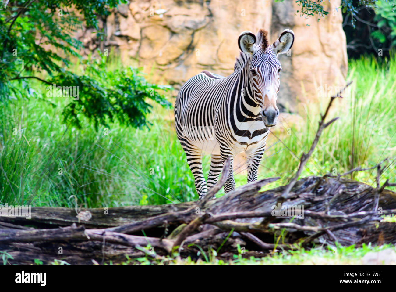 Zebra en Disney's Animal Kingdom Foto de stock