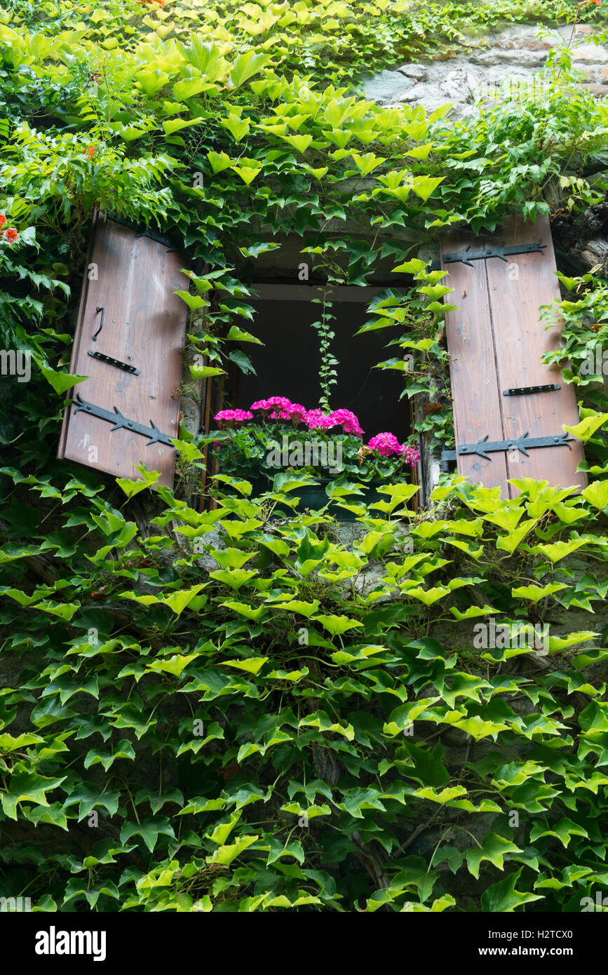 Ivy rodeando una ventana con persianas de flores, cuadro histórico del pueblo medieval de punta de Yvoire, Haute-Savoie, Francia Foto de stock