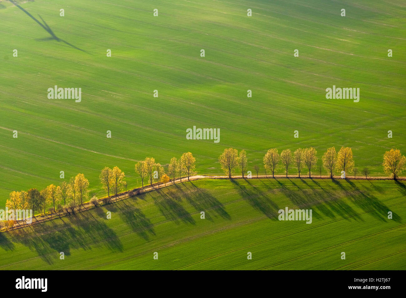 Fotografía aérea, árbol avenida entre verdes campos, Stavenhagen, paisaje de mar Müritz, Mecklenburg-West Pomerania, Alemania, Europa Foto de stock