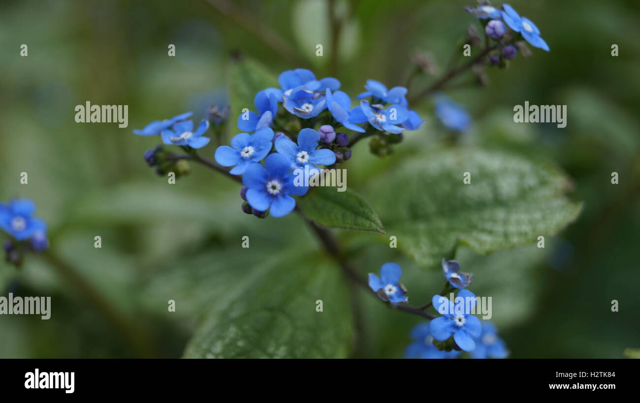 Flor Azul en el Cotswold Foto de stock