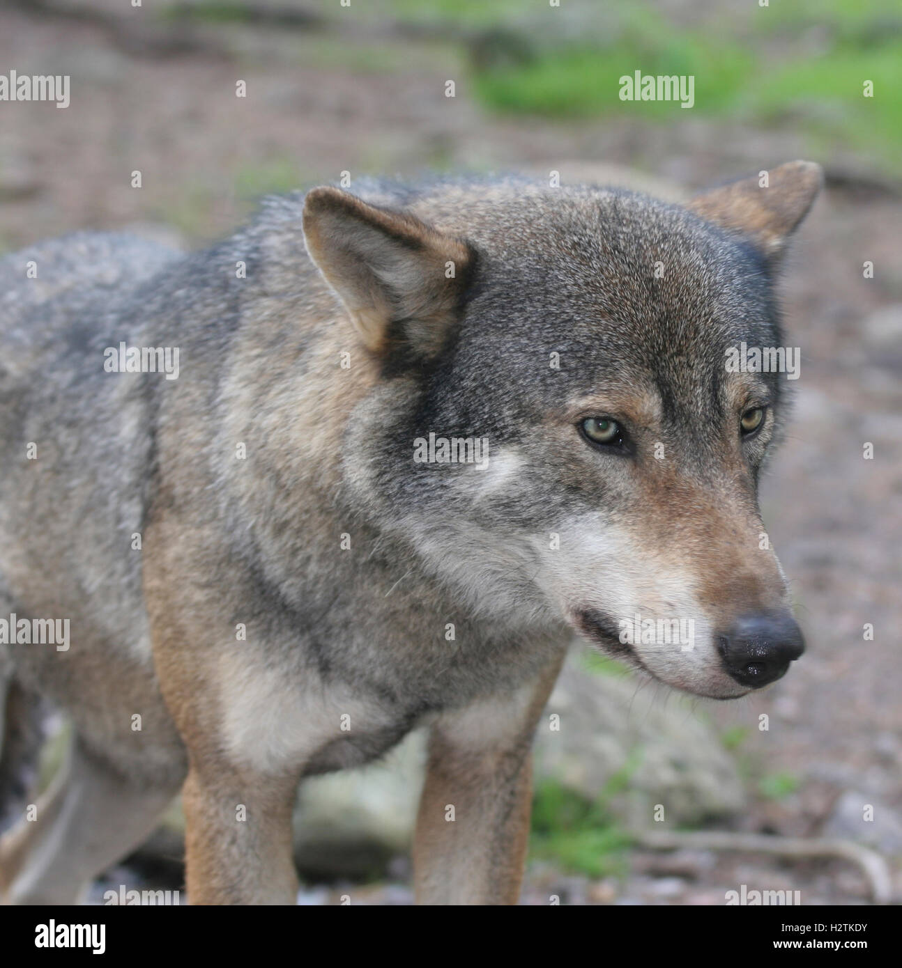 Animal parecido a un perro fotografías e imágenes de alta resolución - Alamy