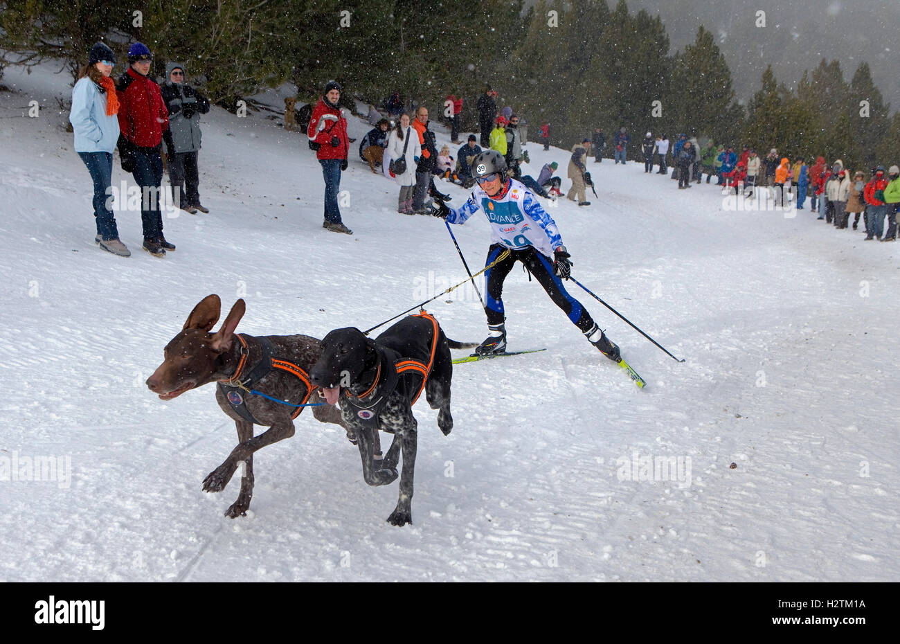 Pirena. skijorer. Carrera de perros de trineo en los Pirineos pasando por  España, Andorra y Francia. La Molina. La provincia de Girona. Cataluña  Fotografía de stock - Alamy