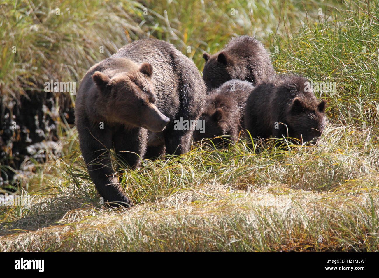 Grizzly Bear sow y tres cachorros cerca de la orilla. Entrada Khutzeymateen. Foto de stock