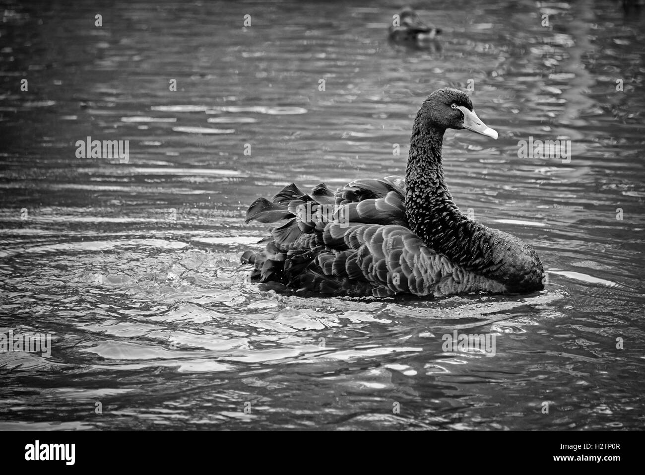 Black Swan Cygnus a nadar en un lago en el London Wetland Centre de Barnes. Foto de stock