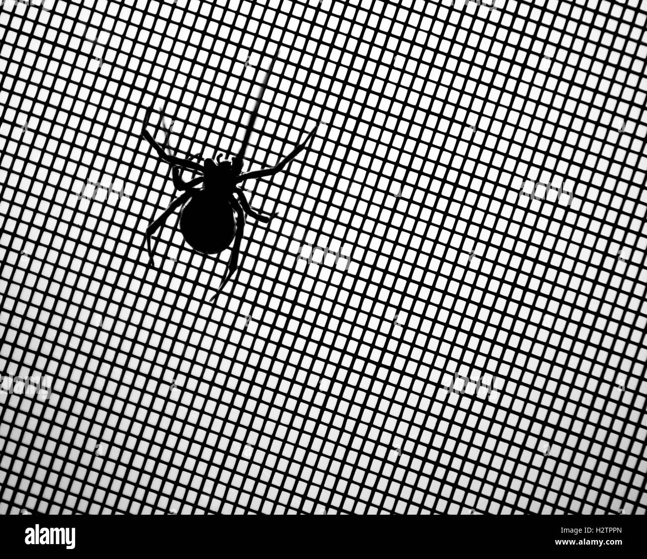 Araña viuda negra en la pantalla Detalle de miedo Foto de stock