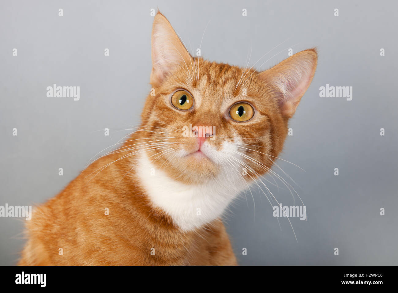 Gato atigrado rojo sobre fondo gris Foto de stock