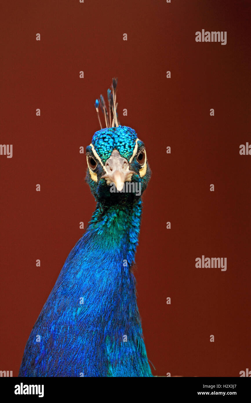 Indian Peacock, Pavo cristatus, Zoológico del Condado de Cape May, Nueva Jersey, Nueva Jersey, EE.UU. Foto de stock