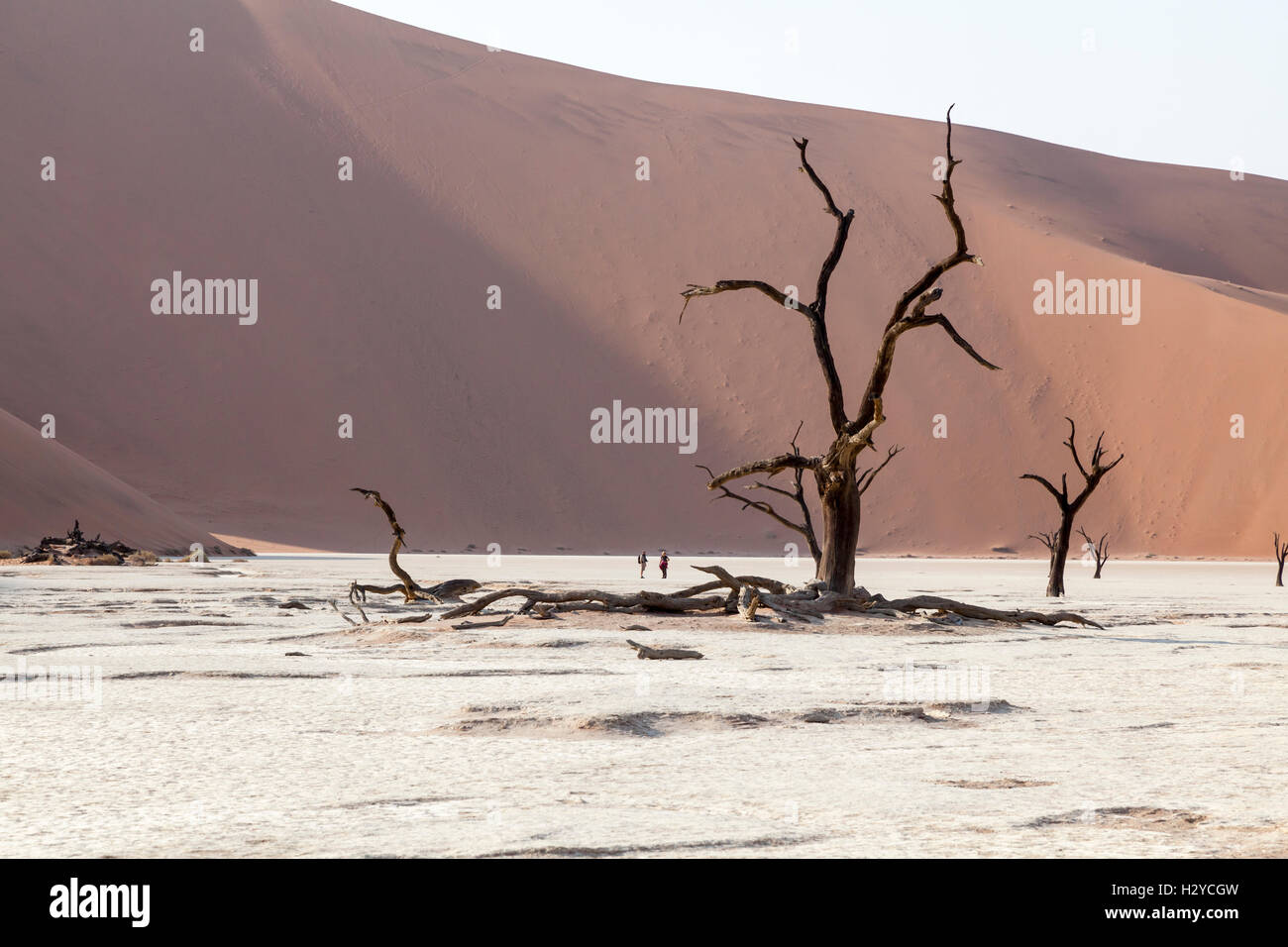 Deadvlei, Sossusvlei, Parque Nacional Namib-Naukluft, Namibia Foto de stock