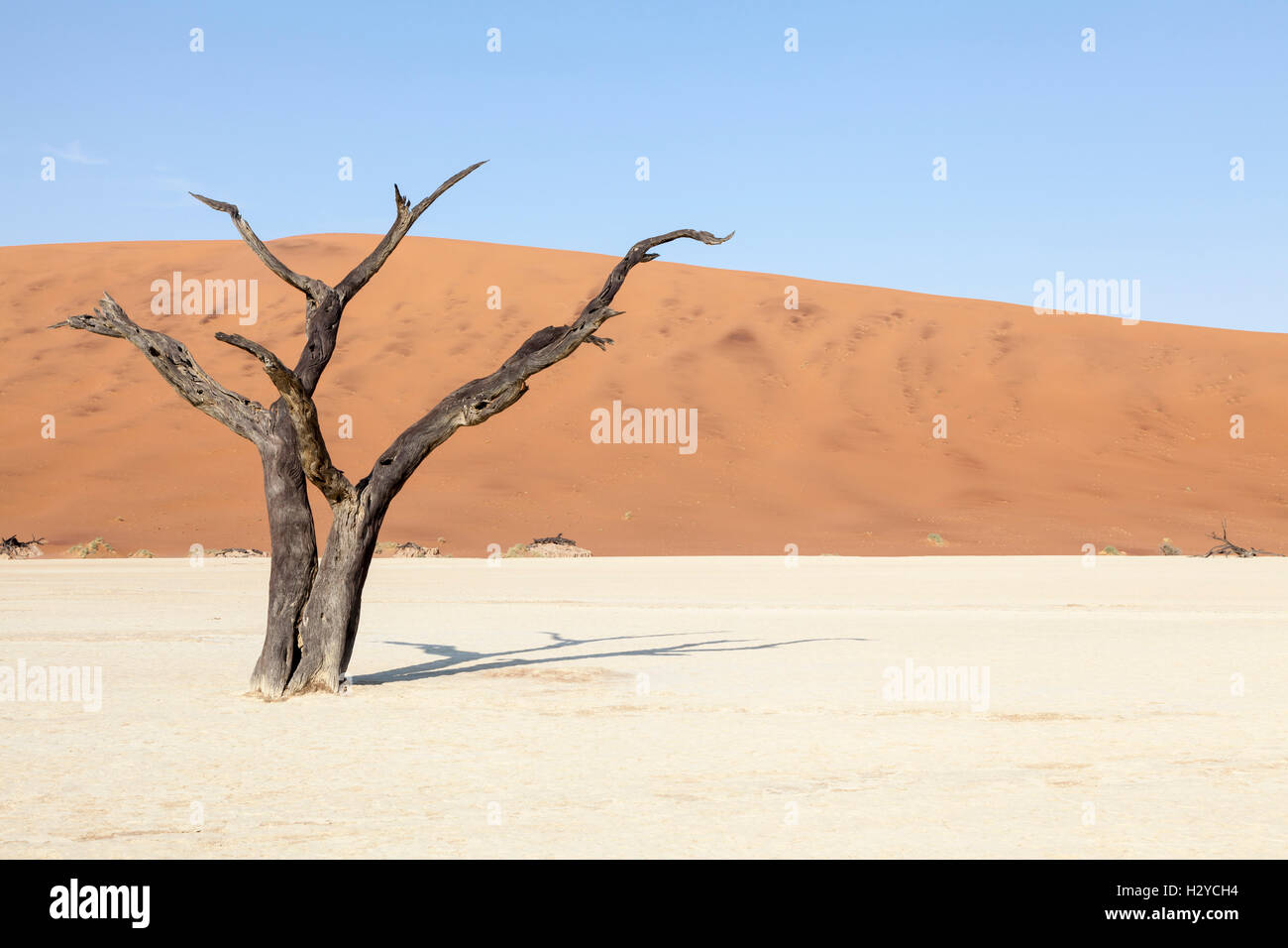 Deadvlei, Sossusvlei, Parque Nacional Namib-Naukluft, Namibia Foto de stock