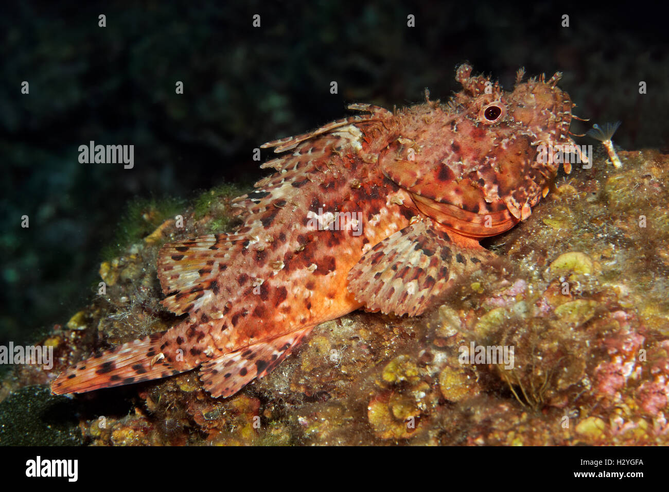 (Scorpaenopsis barabatus scorpionfish barbudo), Sithonia, Chalkidiki, Halkidiki, Egeo, el Mediterráneo, Grecia Foto de stock