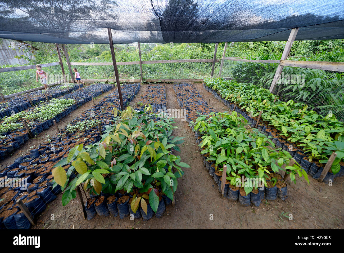 Las plántulas, invernadero, batata, Distrito Trairão, Pará, Brasil Foto de stock