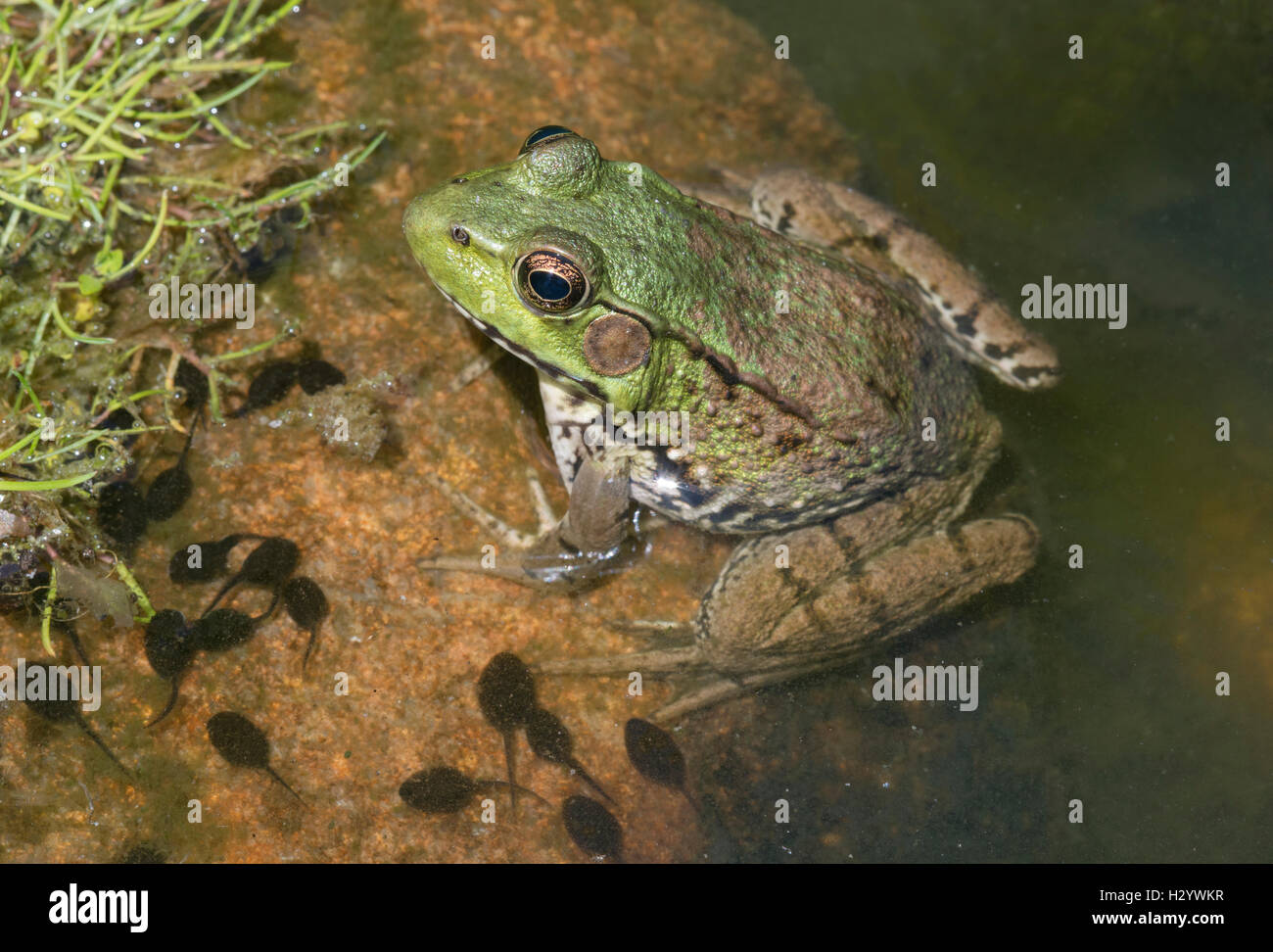 Rana Verde (Rana clamitans), estanque, E USA por Skip Moody / Dembinsky Foto Associates Foto de stock