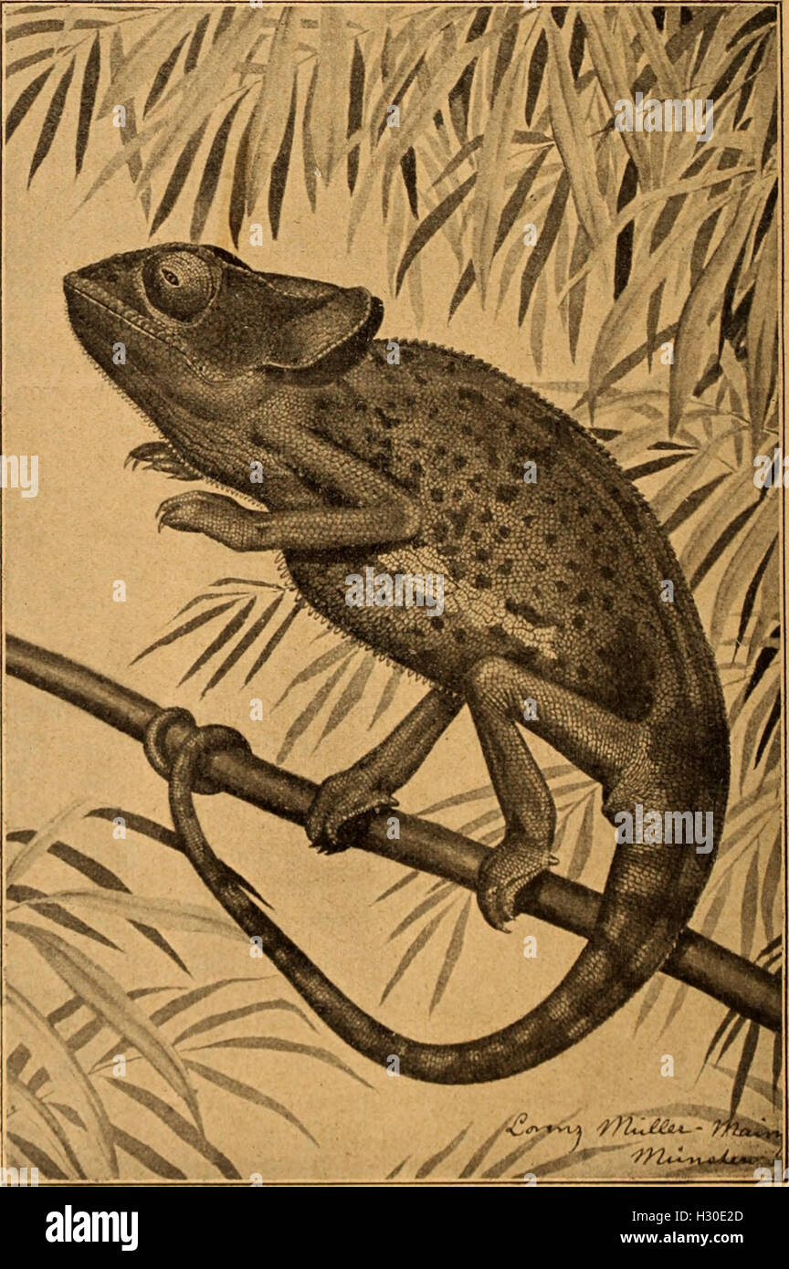 Blätter für Aquarien- und Terrarien-Kunde (1902) (2019981 Foto de stock