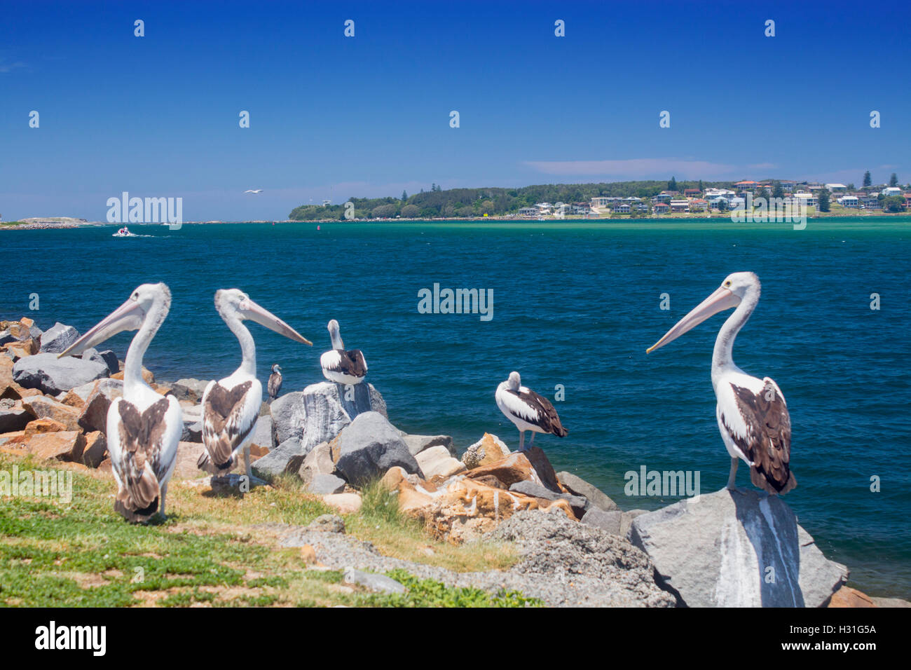 Los pelícanos (Pelecanus conspillicatus australiano) en la orilla mirando a través de los Jefes de Swansea a Nueva Gales del Sur (NSW, Australia Foto de stock