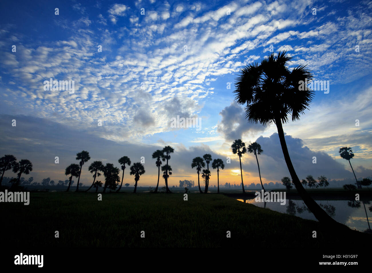 Amanecer colorido paisaje con siluetas de palmeras en Chau Doc City, Vietnam. Foto de stock