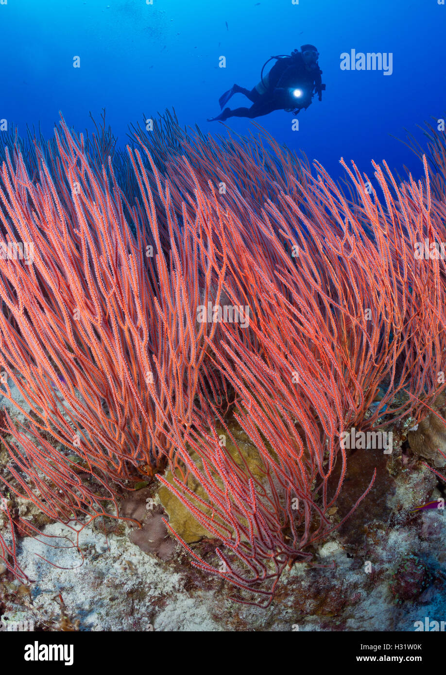 QZ40320-D. Mar corales Látigo (Ellisella sp.) y Scuba Diver (modelo liberado). Australia, la Gran Barrera de Coral, el Océano Pacífico. Foto Foto de stock