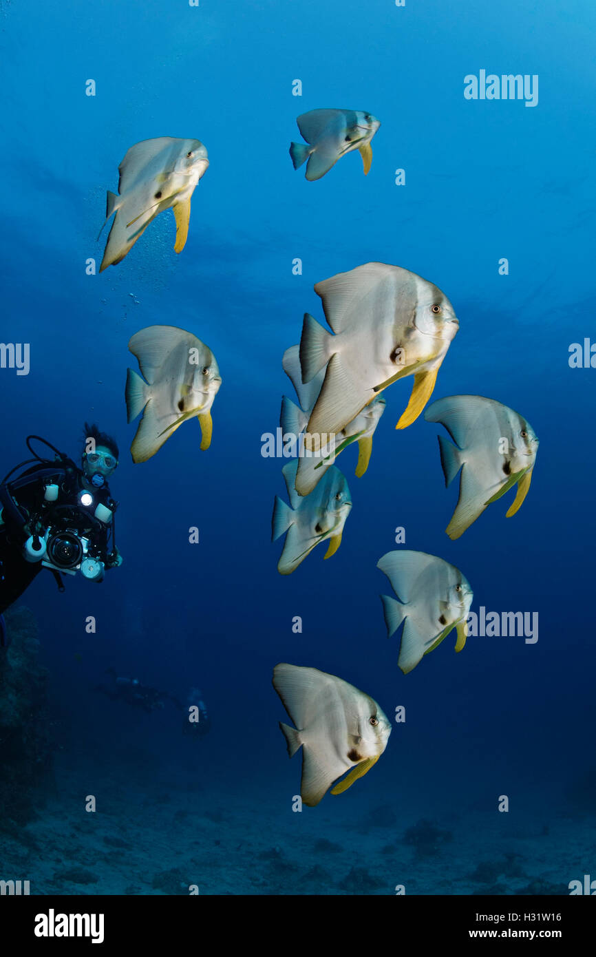 QZ40757-D. (Platax Longfin Spadefish teira) y Scuba Diver (modelo liberado). ). Australia, la Gran Barrera de Coral, el Océano Pacífico. P Foto de stock