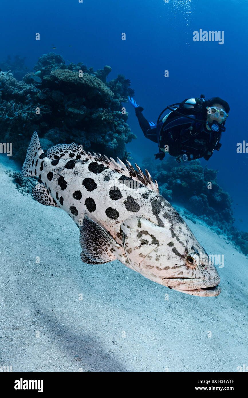 QZ40959-D. Potato Cod (Epinephelus tukula) y Scuba Diver (modelo liberado) interactuando. La Gran Barrera de Coral de Australia, el Pacífico Foto de stock