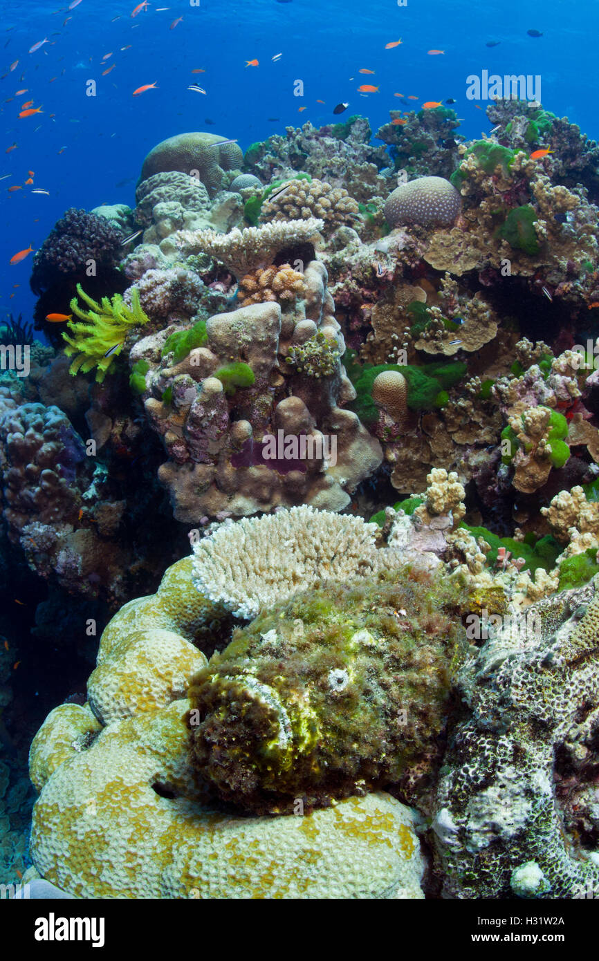 QZ51317-D. Reef rascacio (Synanceia verrucosa), centro inferior, bien camuflados cubiertos de algas. Muy peligroso, uno de los Foto de stock