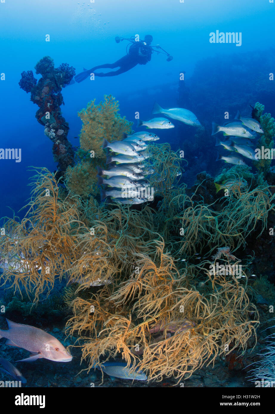 QZ51562-D. gran bush de Coral Negro (Antipathes sp.) en el SS Yongala naufragio. Los pargos rondando- Russell's Snapper (Lutja Foto de stock