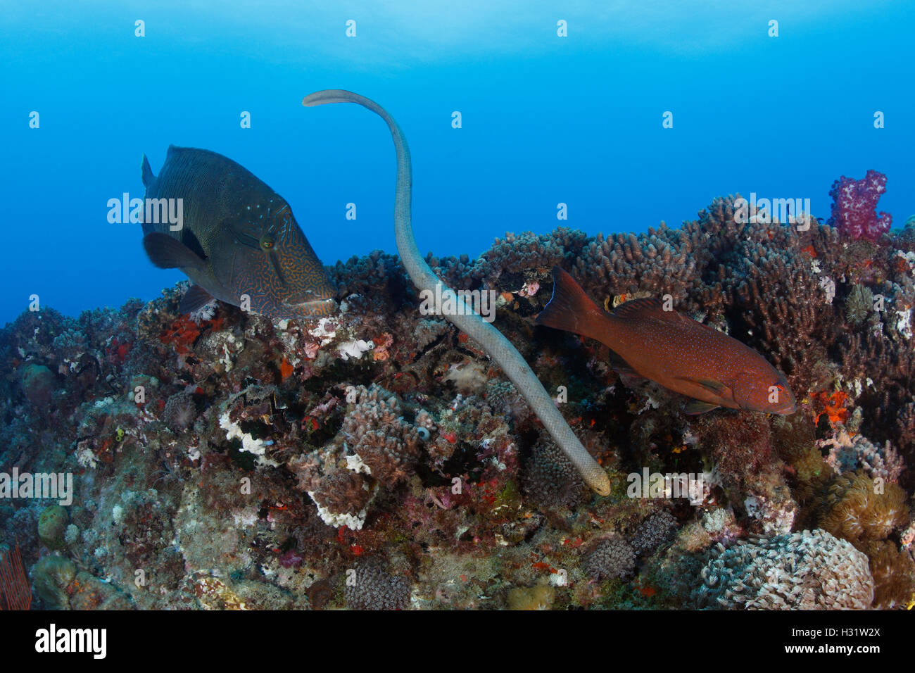QZ51735-D. Napoloean napoleón (Cheilinus undulatus), Oliva (serpiente de mar Aipysurus laevis) y Leopardo Agrupador de coral (Plectropomus Foto de stock
