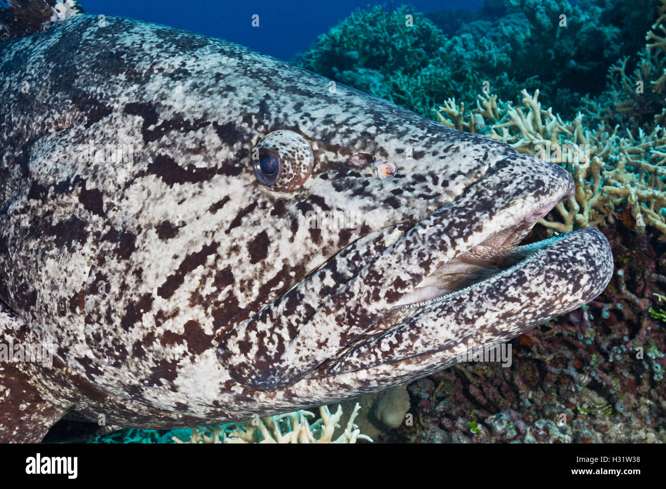 QZ52004-D. Potato Cod (Epinephelus tukula), el enorme pez de arrecife cerca de 2 metro de largo, suave y curioso. La Gran Barrera de Coral, Australi Foto de stock