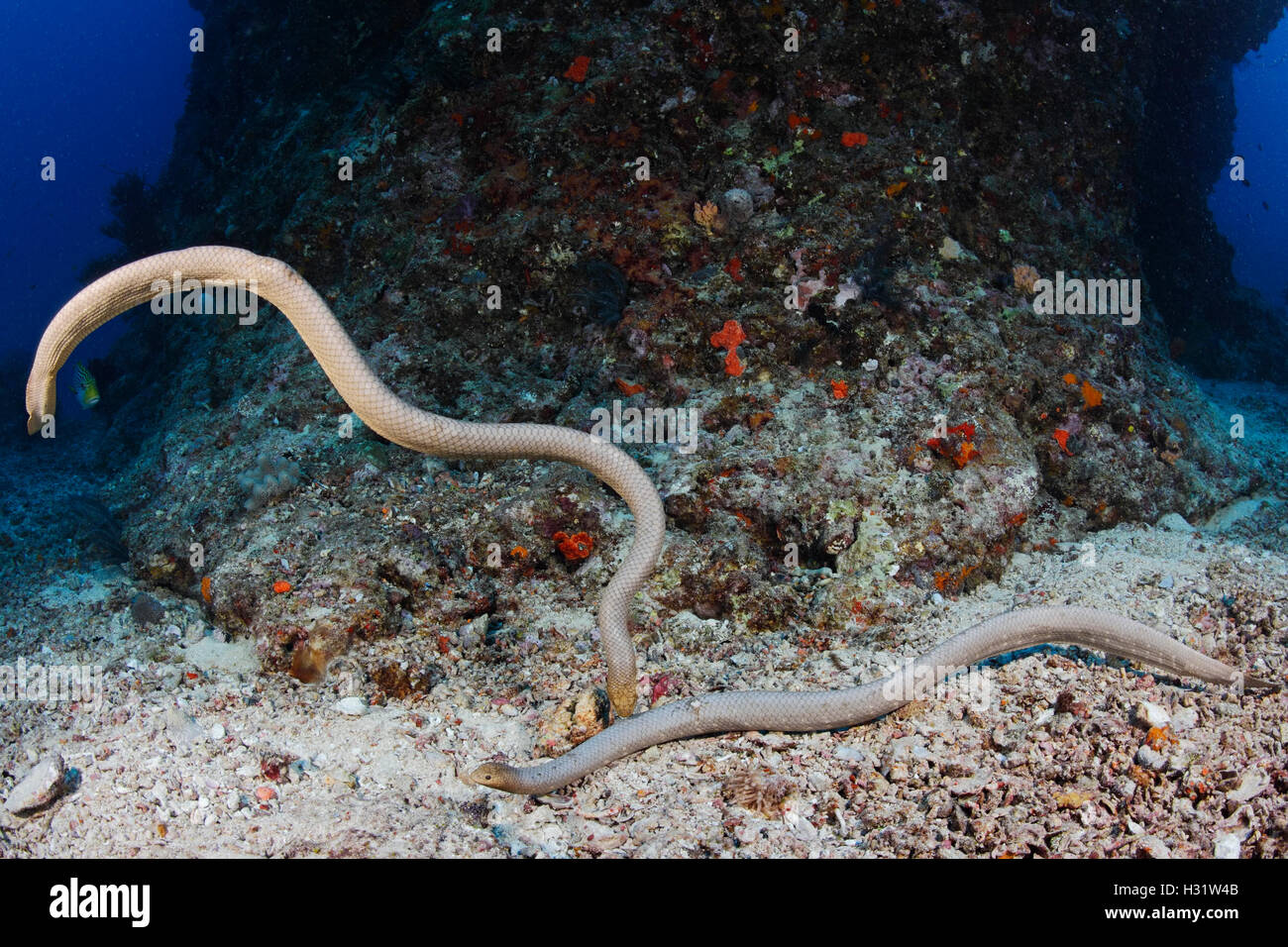 QZ52553-D. dos serpientes marinas Oliva (Aipysurus laevis) interactúan los unos con los otros. Un reptiles marinos venenosos. La Gran Barrera de Coral, una Foto de stock