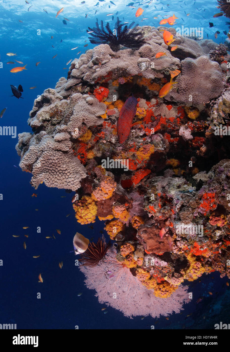 QZ52605-D. Agrupador de coral (Cephalopholis miniata) nadando hacia abajo las paredes de arrecifes de corales, esponjas y un seafan. Australia, Gre Foto de stock