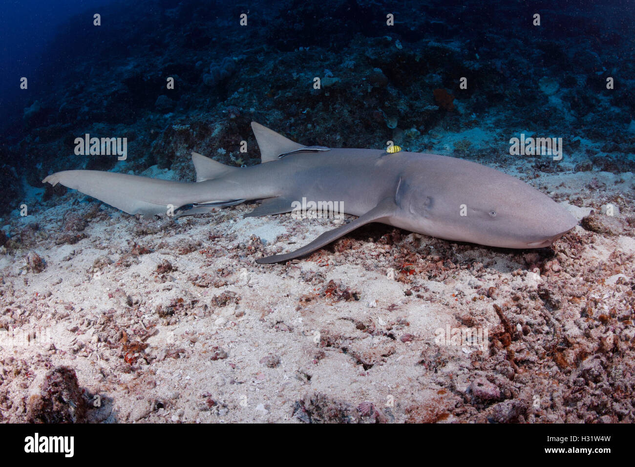 QZ52639-D. Tawny tiburón nodriza (Nebrius ferrugineus). Australia, el Indo-Pacífico tropical de los océanos. Photo Copyright © Brandon Cole. Todos Foto de stock
