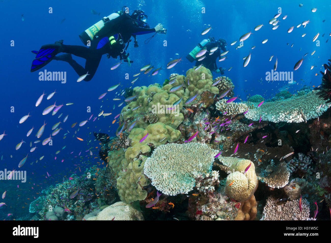 QZ53163-D. Los buzos nadar en el arrecife ocupado con escuelas de coloridos peces, incluyendo anthias. La Gran Barrera de Coral, Aust Foto de stock