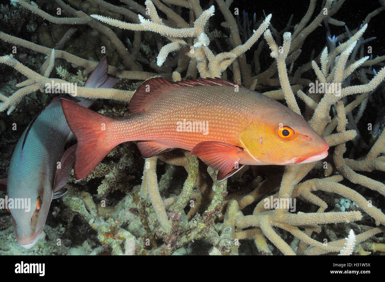 QZ73004-D. Pargo Rojo (Lutjanus bohar). Australia, la Gran Barrera de Coral, el Océano Pacífico. Photo Copyright © Brandon Cole. Todo derecho Foto de stock