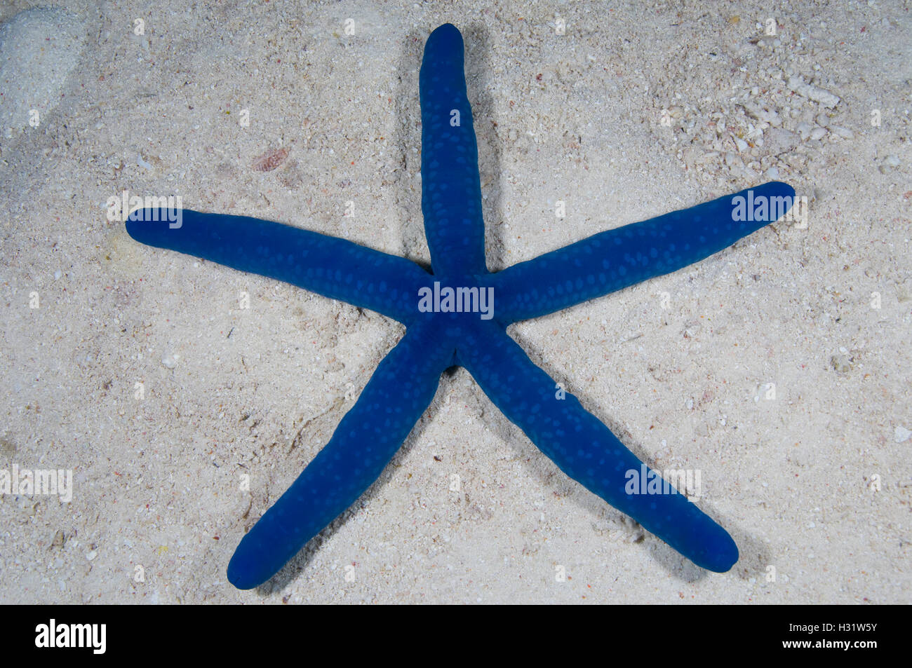 QZ73027-D. Estrella de Mar Azul (Linckia laevigata). Australia, el Indo-Pacífico tropical de los océanos. Photo Copyright © Brandon Cole. Todo derecho Foto de stock