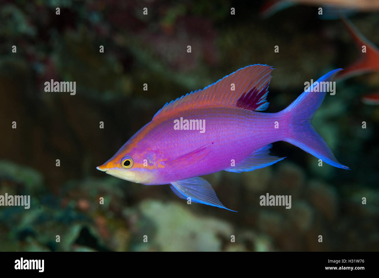 QZ73807-D. Púrpura Pseudanthias Anthias (tuka), macho. Australia, la Gran Barrera de Coral, el Océano Pacífico. Photo Copyright © Brandon Col Foto de stock