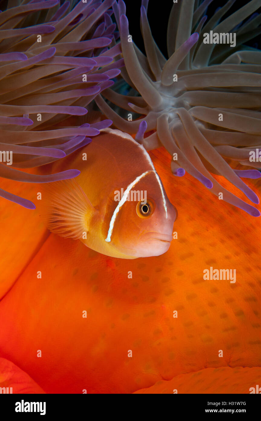QZ74125-D. Rosa Anemonefish (Amphiprion perideraion) vive en simbiosis con la anémona de mar (Heteractis magnífica mag Foto de stock