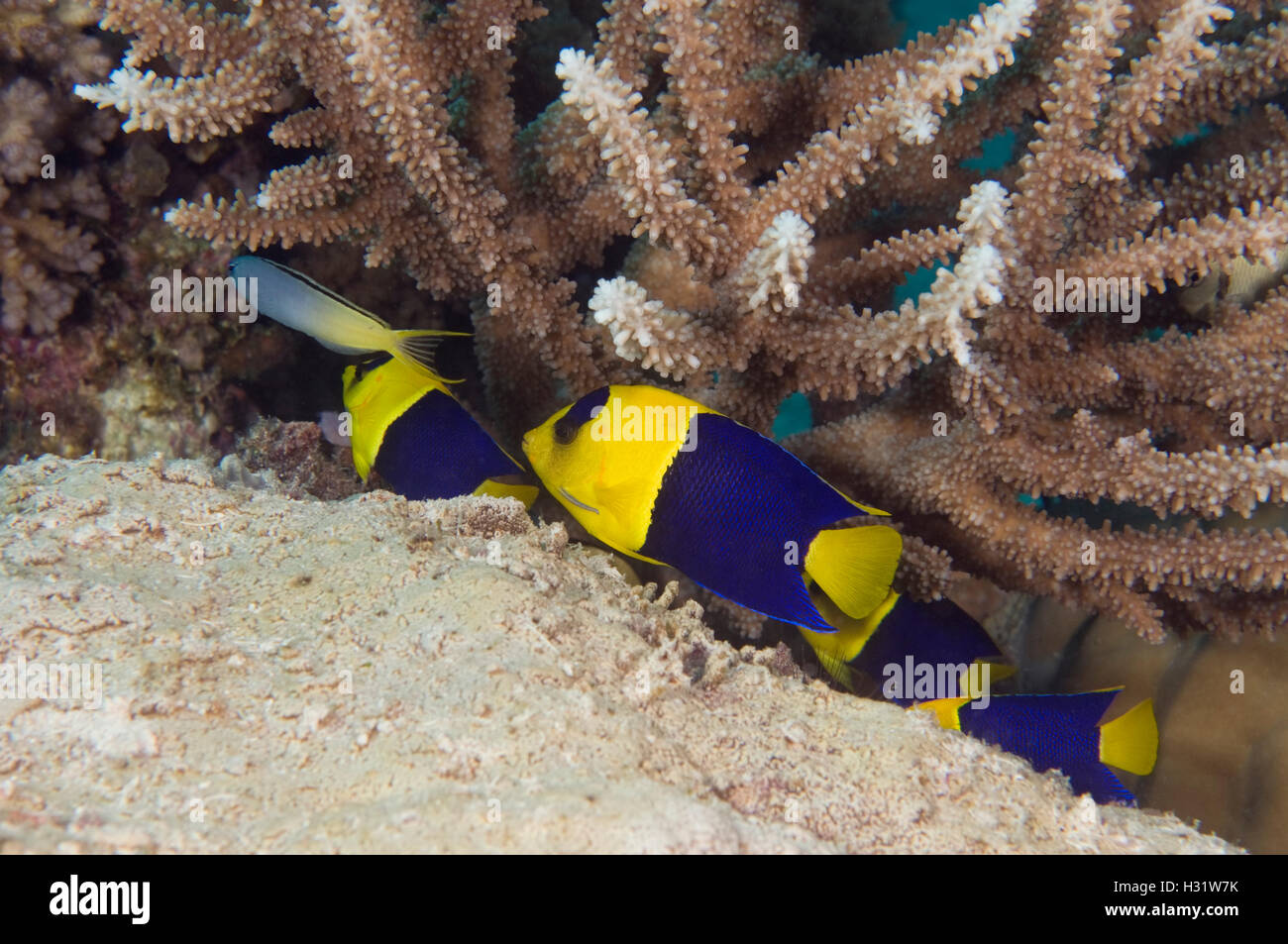 QZ74255-D. Peces Ángel (Centropyge bicolor bicolor), cuatro refugio en la base de ramas de coral duro. Australia, tropical Indo-Pac Foto de stock