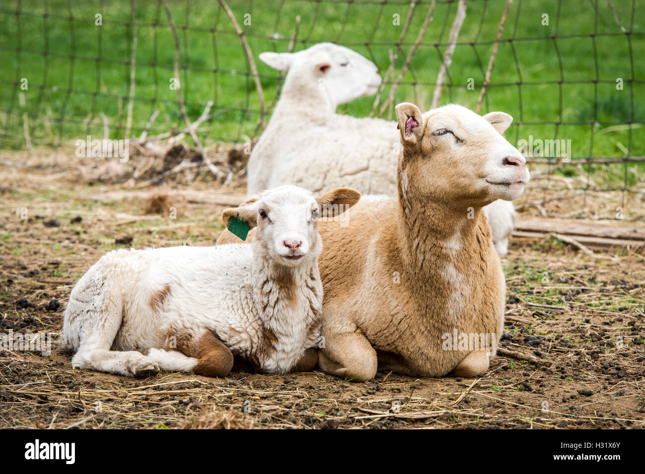 Ovejas madres con cordero en una granja de Maryland Fotografía de stock -  Alamy
